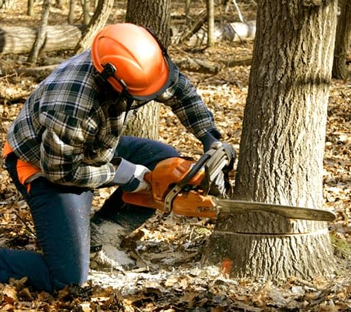 Tree Removal in Creekside, PA